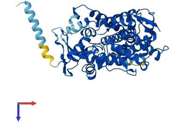 CYP2C19 Protein (AA 1-490) (His tag)