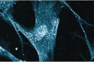 Immunofluorescent staining on WI38 cells. (CAMK4 抗体  (AA 1-241))