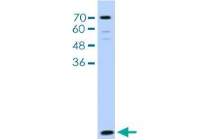 Western blot analysis of HepG2 cell lysate with LSM2 polyclonal antibody . (LSM2 抗体  (AA 46-95))