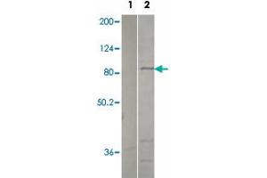 Western blot analysis of pre-immune serum (lane 1) and recombinant PDE2A protein (lane 2) using PDE2A polyclonal antibody  at 1:500 dilution. (PDE2A 抗体  (C-Term))
