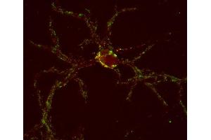 Indirect immunostaining of PFA fixed mouse cortex neurons with anti-GABA-A receptor β1 (dilution 1 : 500; red) and anti-synaptotagmin 1/2 (ABIN1742196, dilution 1 : 500; green).