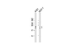 All lanes : Anti-RAC1 Antibody (S71) at 1:2000 dilution Lane 1: A431 whole cell lysate Lane 2: MCF-7 whole cell lysate Lysates/proteins at 20 μg per lane. (RAC1 抗体  (AA 49-78))