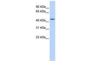 Image no. 1 for anti-Adenosylhomocysteinase (AHCY) (N-Term) antibody (ABIN6743591) (AHCY 抗体  (N-Term))