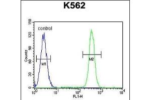 MOGT1 Antibody (C-term) (ABIN655264 and ABIN2844857) flow cytometric analysis of K562 cells (right histogram) compared to a negative control cell (left histogram). (MOGAT1 抗体  (C-Term))