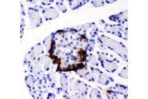 IHC analysis of Peptide YY using anti-Peptide YY antibody (ABIN4886709). (Peptide YY 抗体  (Middle Region))