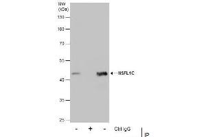 IP Image Immunoprecipitation of NSFL1C protein from A431 whole cell extracts using 5 μg of NSFL1C antibody [N1C2], Western blot analysis was performed using NSFL1C antibody [N1C2], EasyBlot anti-Rabbit IgG  was used as a secondary reagent. (NSFL1C 抗体  (Center))