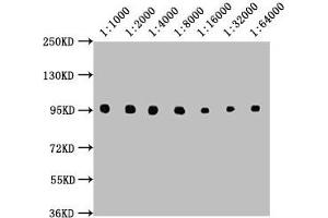 Western Blot Positive WB detected in: Raji whole cell lysate All lanes: CD19 antibody at 1:1000, 1:2000, 1:4000, 1:8000, 1:16000, 1:32000, 1:64000 Secondary Goat polyclonal to Mouse IgG at 1/10000 dilution Predicted band size: 61 kDa Observed band size: 95 kDa (CD19 抗体  (AA 20-291))