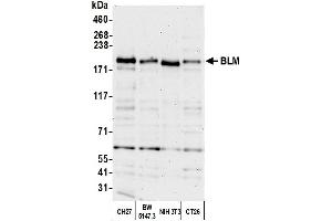 Western Blotting (WB) image for anti-Bloom Syndrome RecQ Like Helicase (BLM) (C-Term) antibody (ABIN7450034) (BLM 抗体  (C-Term))