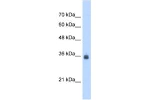 Western Blotting (WB) image for anti-Stromal Cell Derived Factor 4 (SDF4) antibody (ABIN2463052) (SDF4 抗体)