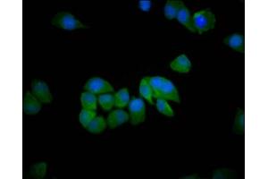 Immunofluorescence staining of Hela cells with ABIN7151209 at 1:200, counter-stained with DAPI. (SH3RF1 抗体  (AA 628-742))