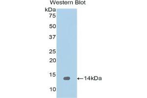 Detection of Recombinant REG1a, Human using Polyclonal Antibody to Regenerating Islet Derived Protein 1 Alpha (REG1a) (REG1A 抗体  (AA 33-166))