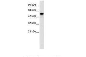 Image no. 1 for anti-Cyclin-Dependent Kinase 8 (CDK8) (C-Term) antibody (ABIN202585) (CDK8 抗体  (C-Term))