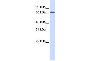 Western Blotting (WB) image for anti-Interferon Regulatory Factor 2 Binding Protein 1 (IRF2BP1) antibody (ABIN2459878) (IRF2BP1 抗体)