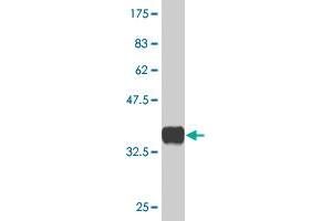 Western Blot detection against Immunogen (36. (PHF1 抗体  (AA 2-100))