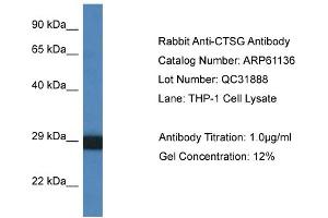 Western Blotting (WB) image for anti-Cathepsin G (CTSG) (C-Term) antibody (ABIN2788689) (Cathepsin G 抗体  (C-Term))