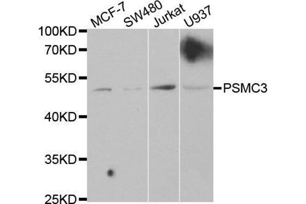 PSMC3 抗体  (AA 1-180)