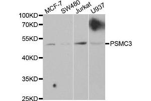Western blot analysis of extracts of various cell lines, using PSMC3 antibody. (PSMC3 抗体  (AA 1-180))