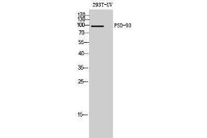 Western Blotting (WB) image for anti-Discs, Large Homolog 2 (DLG2) (Internal Region) antibody (ABIN3186576) (DLG2 抗体  (Internal Region))