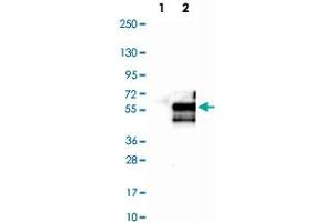 Western Blot analysis of Lane 1: negative control (vector only transfected HEK293T cell lysate) and Lane 2: over-expression lysate (co-expressed with a C-terminal myc-DDK tag in mammalian HEK293T cells) with GAS7 polyclonal antibody .