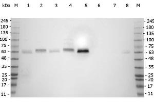 Western Blotting (WB) image for anti-SMAD, Mothers Against DPP Homolog 3 (SMAD3) (Internal Region) antibody (ABIN1043911)