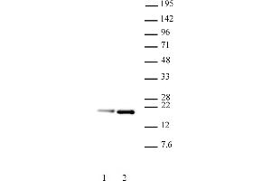 Histone H3. (Histone H3.1 抗体  (pSer28))