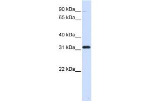 WB Suggested Anti-EEF1B2 Antibody Titration: 0. (EEF1B2 抗体  (Middle Region))