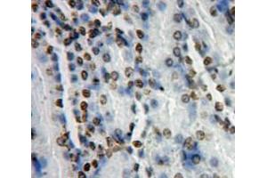Used in DAB staining on fromalin fixed paraffin-embedded kidney tissue (AFT7 抗体  (AA 234-436))