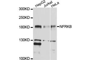 Western blot analysis of extracts of various cell lines, using NFRKB antibody (ABIN4904530) at 1:1000 dilution. (NFRKB 抗体)