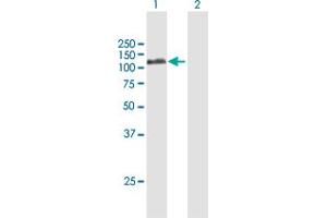 Western Blot analysis of PLG expression in transfected 293T cell line by PLG MaxPab polyclonal antibody.