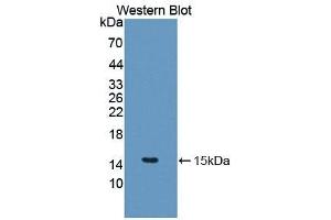 Detection of Recombinant IL5, Canine using Polyclonal Antibody to Interleukin 5 (IL5) (IL-5 抗体  (AA 20-134))