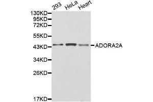 Western blot analysis of extracts of various cell lines, using ADORA2A antibody.