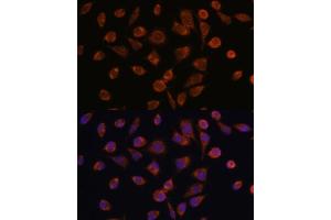 Immunofluorescence analysis of L929 cells using NDUF antibody (ABIN7268806) at dilution of 1:100. (NDUFAF2 抗体  (AA 1-169))