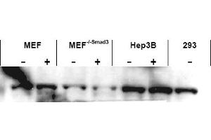 Image no. 1 for anti-SMAD, Mothers Against DPP Homolog 3 (SMAD3) (AA 417-425), (C-Term) antibody (ABIN401333) (SMAD3 抗体  (C-Term))