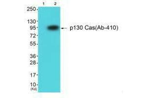 Western blot analysis of extracts from HuvEc cells using p130 Cas (Ab-410) antibody. (BCAR1 抗体  (Tyr410))