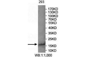 Western blot analysis of 293 cell lysate using FAM72A antibody. (FAM72A 抗体  (AA 2-148))