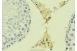 ABIN6279319 at 1/100 staining Mouse testis tissue by IHC-P. (C1QTNF8 抗体)