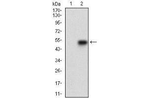 Western blot analysis using SMCP mAb against HEK293 (1) and SMCP (AA: 1-116)-hIgGFc transfected HEK293 (2) cell lysate.