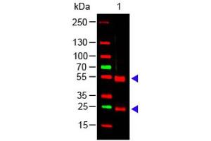 Western Blot of Rabbit anti-Swine IgG (H&L) Antibody Lane 1: Swine IgG Load: 100 ng per lane Primary antibody: Swine IgG (H&L) Antibody at 1:1000 for overnight at 4°C Secondary antibody: 649 goat anti-rabbit at 1:20,000 for 30 min at RT Block: ABIN925618 for 30 min at RT Predicted/Observed size: 55 and 28 kDa, 55 and 28 kDa (兔 anti-Pig IgG (Heavy & Light Chain) Antibody)