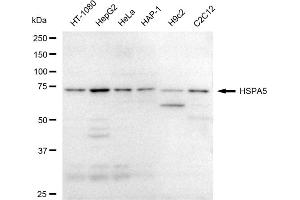Western blotting analysis using HSPA5 antibody (ABIN7798856).
