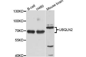 Western blot analysis of extract of various cells, using UBQLN2 antibody. (Ubiquilin 2 抗体)