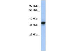WB Suggested Anti-MUC3B Antibody Titration: 0. (MUC3B 抗体  (N-Term))