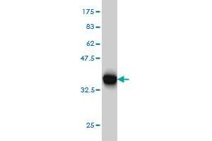 Western Blot detection against Immunogen (35. (LRP8 抗体  (AA 83-170))