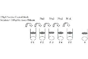 This picture shows the preparation of the positive control. (EGFR ELISA 试剂盒)