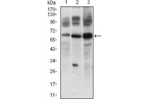 Western Blotting (WB) image for anti-CASP8 and FADD-Like Apoptosis Regulator (CFLAR) (AA 100-251) antibody (ABIN1845710) (FLIP 抗体  (AA 100-251))