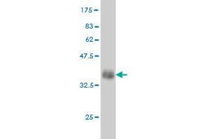 Western Blot detection against Immunogen (35. (Fgr 抗体  (AA 1-90))
