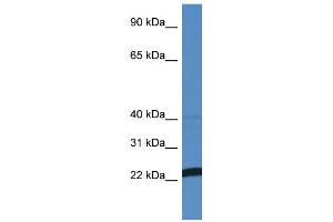 WB Suggested Anti-EFNA4 AntibodyTitration: 1. (EFNA4 抗体  (N-Term))