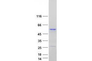 Secernin 1 (SCRN1) (Transcript Variant 1) protein (Myc-DYKDDDDK Tag)