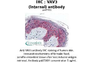Image no. 1 for anti-Vav 3 Oncogene (VAV3) (Internal Region) antibody (ABIN1740680) (VAV3 抗体  (Internal Region))