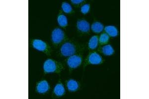 IF analysis of PMPCB using anti-PMPCB antibody (ABIN7600757). (PMPCB 抗体  (AA 23-479))