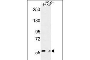 MILK2 Antibody (C-term) (ABIN651094 and ABIN2840068) western blot analysis in HL-60,CEM cell line lysates (35 μg/lane). (MICALL2 抗体  (C-Term))